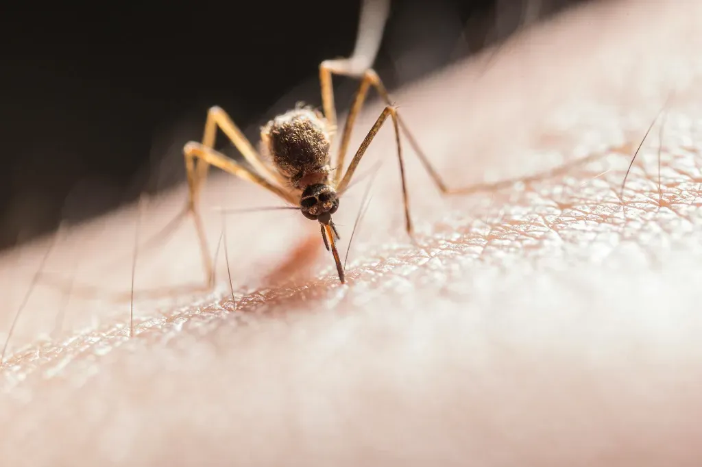 Zika a aktywne podróże