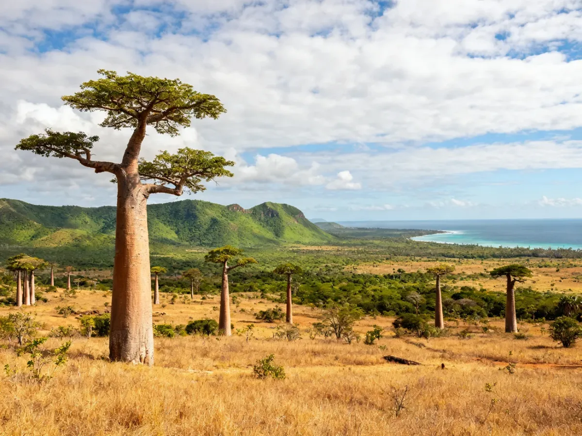 Zróżnicowany krajobraz Madagaskaru z baobabami, wyżynami i wilgotnym wybrzeżem